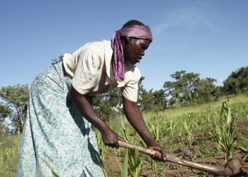 Sviluppo dell'agricoltura nell'Africa sub sahariana