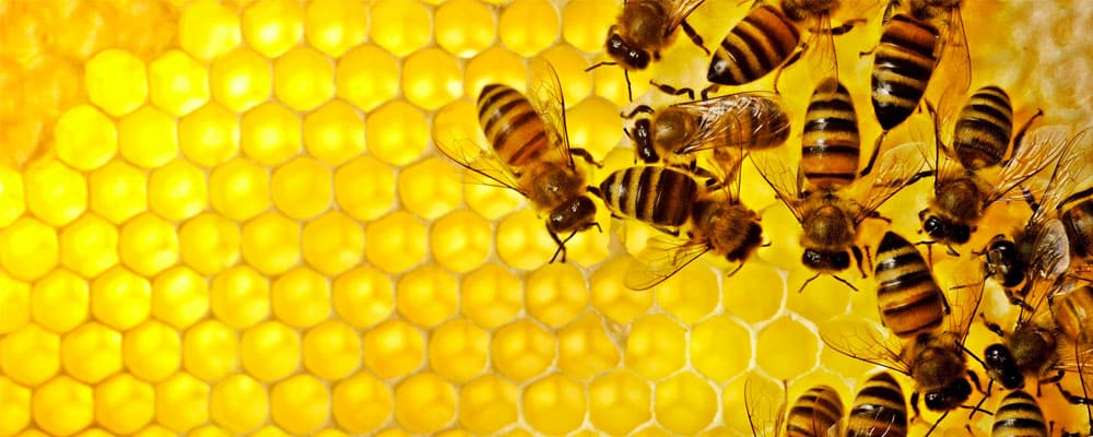 Proteggere le api