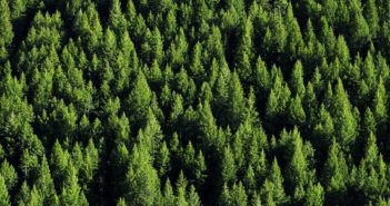 Una nuova Foresta del Nord: un piano ambizioso per rendere l’Inghilterra più verde nuova Foresta del Nord
