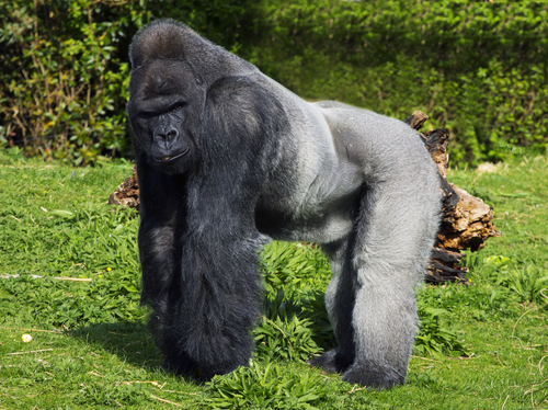 gorilla