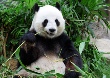 panda gigante non è pigo