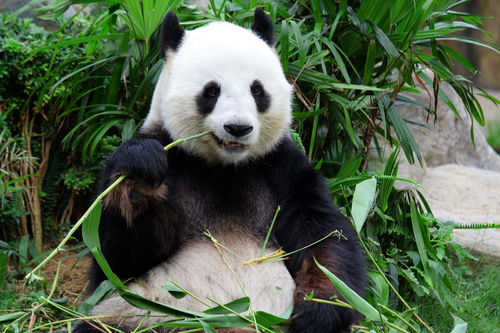 panda gigante non è pigo