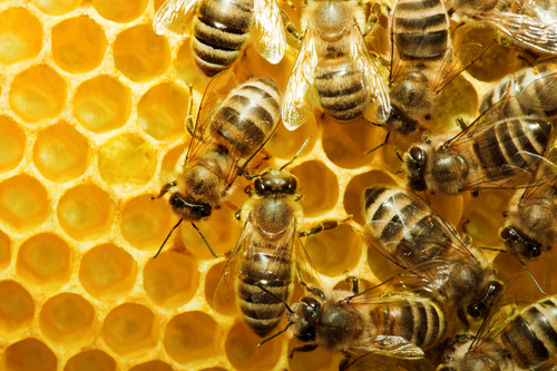 le api on honeycells