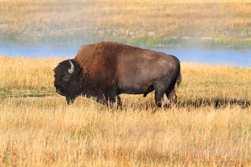 il bisonte americano