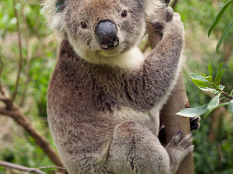 Koala seduto su albero