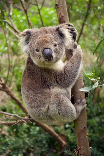 Koala seduto su albero