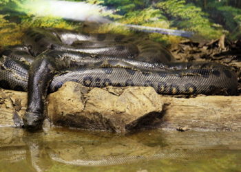 Anaconda gigante