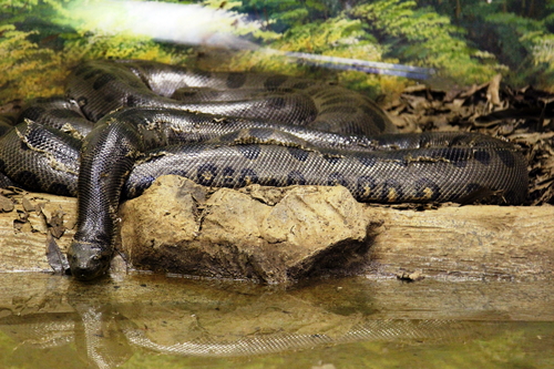 Anaconda gigante