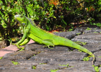 Iguana