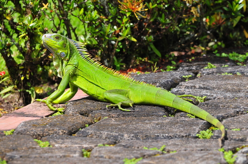 Iguana