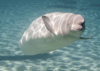 balena beluga