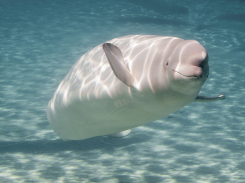 balena beluga