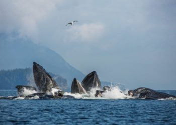 caccia alle balene