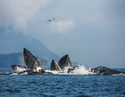 caccia alle balene