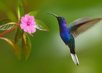 colibrì