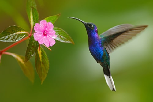 colibrì