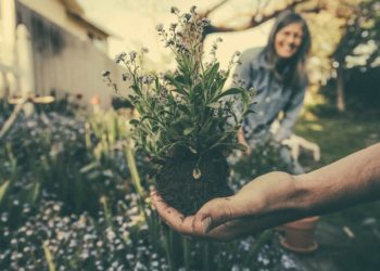 Giardinaggio consigli