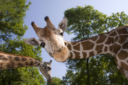 giraffa April