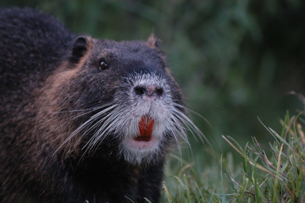 nutria