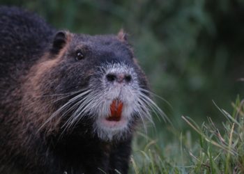 nutria