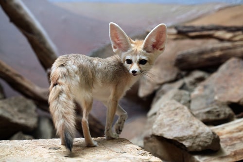 Fennec