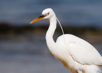 L'airone bianco