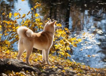 Cane Akita