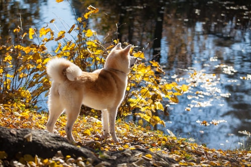 Cane Akita