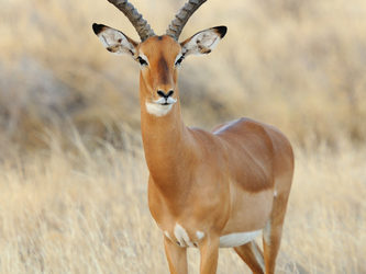 antilope