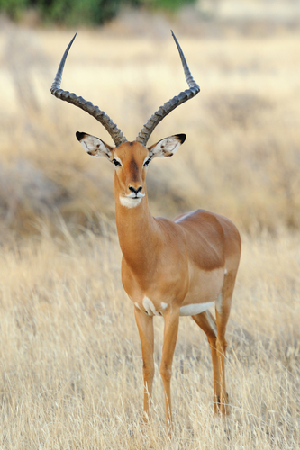 antilope