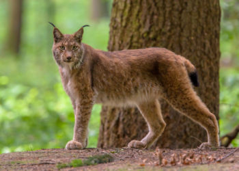 Lince Appenninica