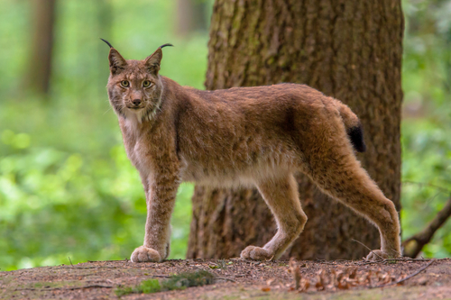 Lince Appenninica