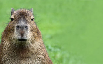 Capibara