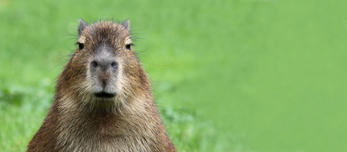 Capibara