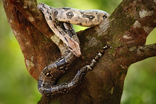 Boa constrictor