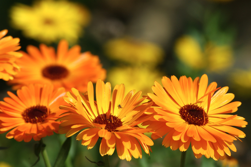 Calendula