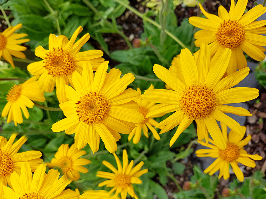 Arnica