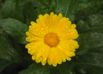 Calendula