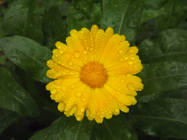 Calendula