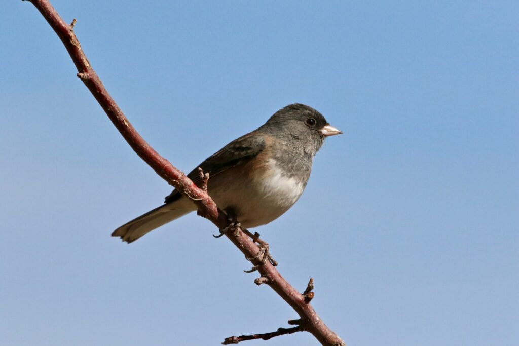 cambiare forma agli animali