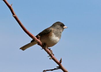 cambiare forma agli animali