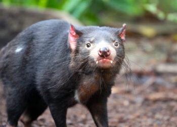 diavolo della Tasmania