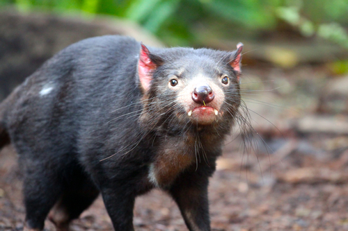 diavolo della Tasmania