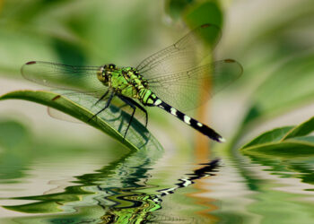 Libellula