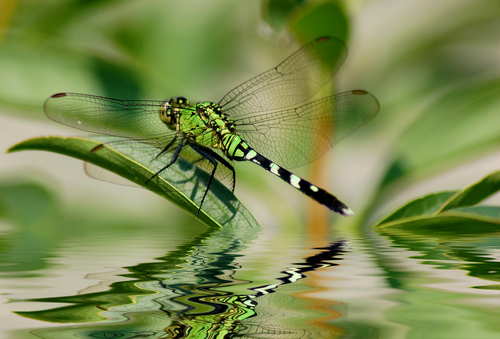 Libellula