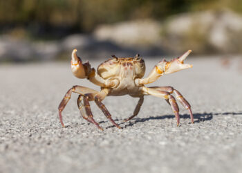 Granchio di mare