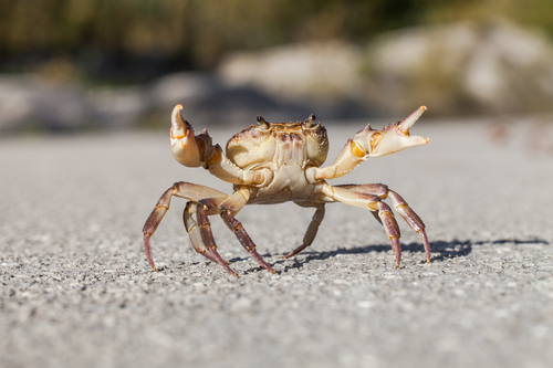 Granchio di mare