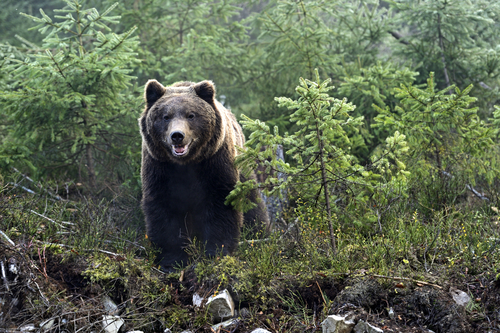 Orso Bruno