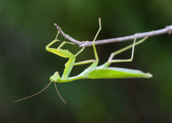 Mantide Religiosa