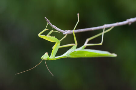 Mantide Religiosa